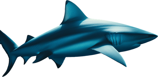 shark.
lateral view