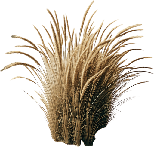 a tall thin bunch of grass.
Single Game Texture. In-Game asset. 2d. Blank background.  No shadows.